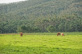 Casa de Trillo - vacas