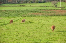 Casa de Trillo - vacas